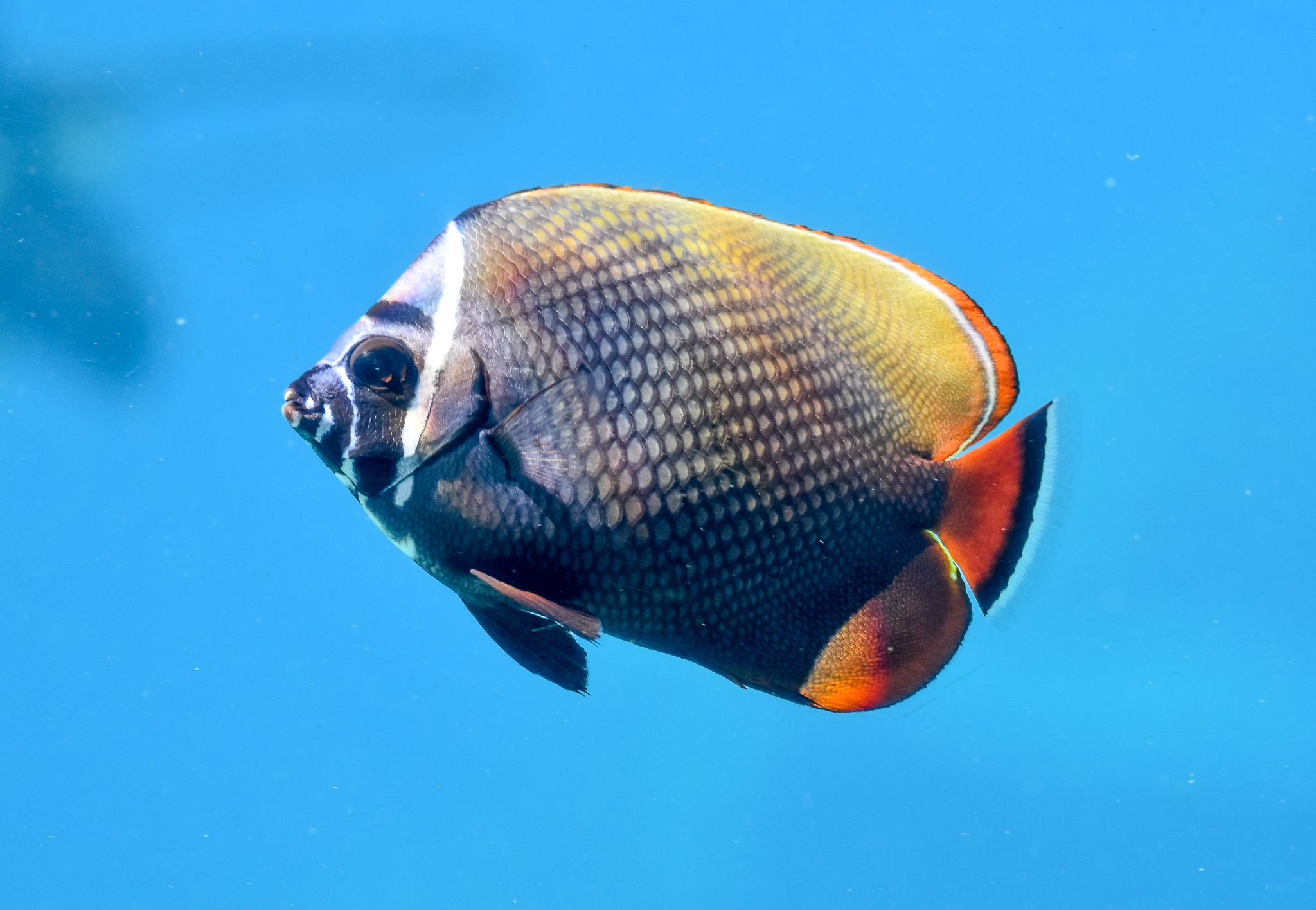 Red-tailed Butterflyfish