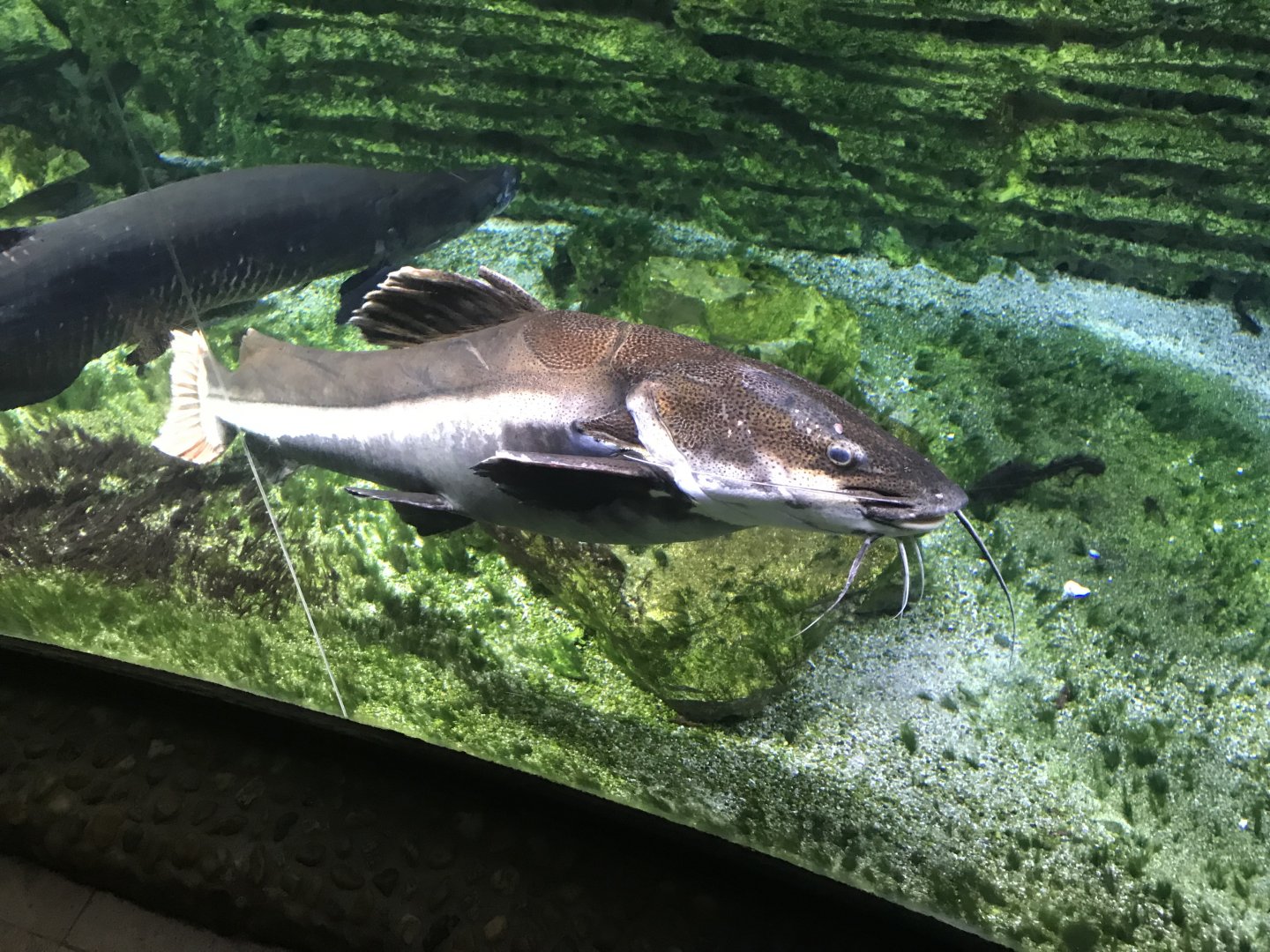 Red-tailed catfish 171018