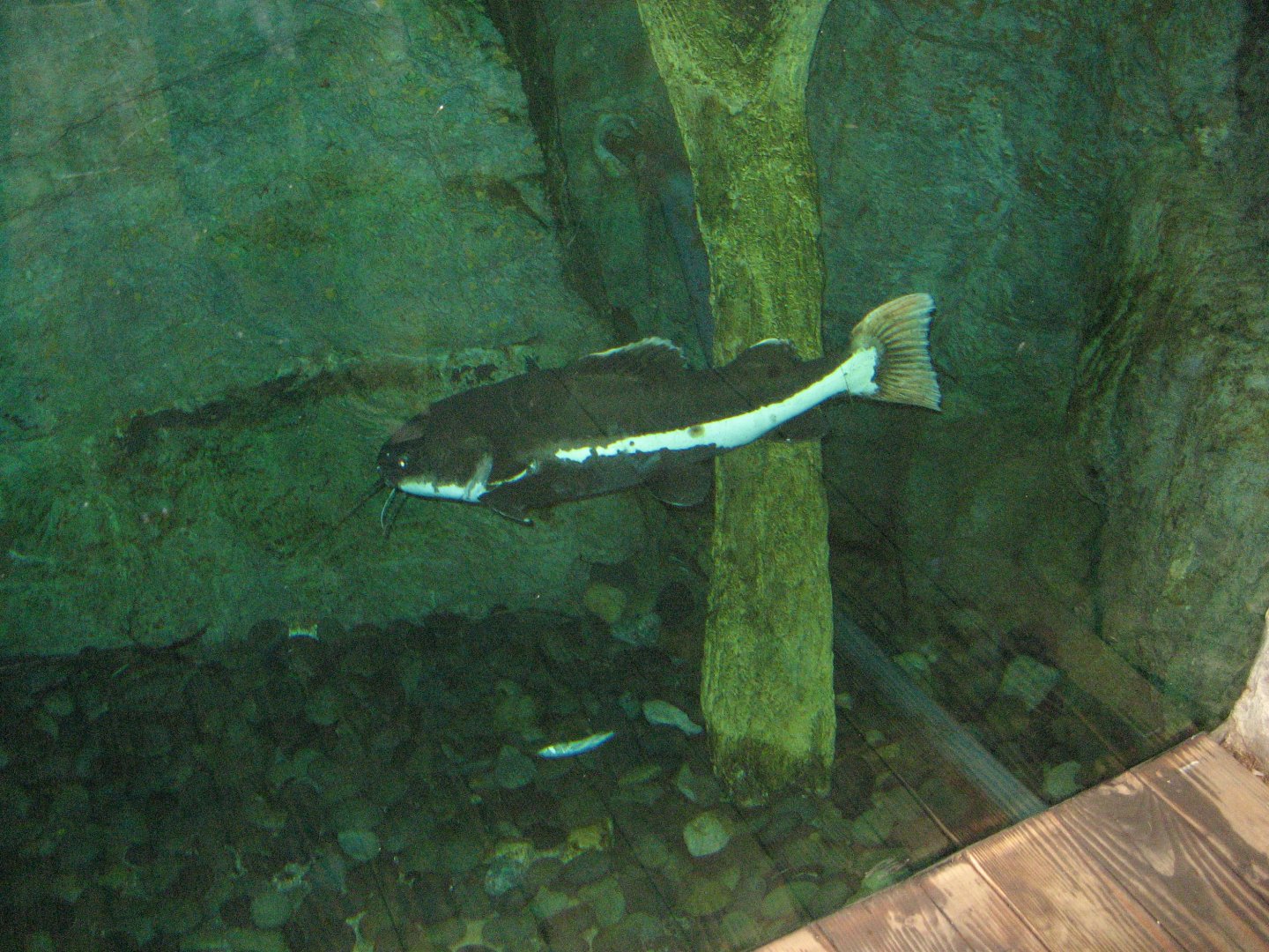 Red-tailed Catfish (2008)