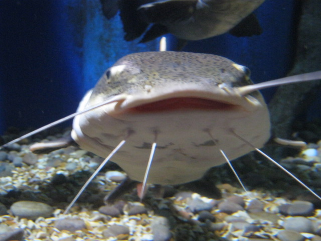 Red-tailed Catfish 2014