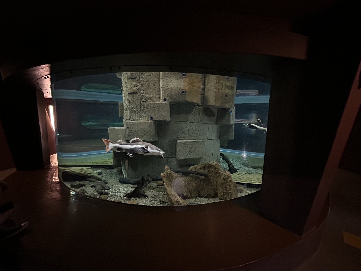 Red Tailed Catfish and Alligator Gar Enclosure (Phractocephalus hemioliopterus, Atractosteus spatula)