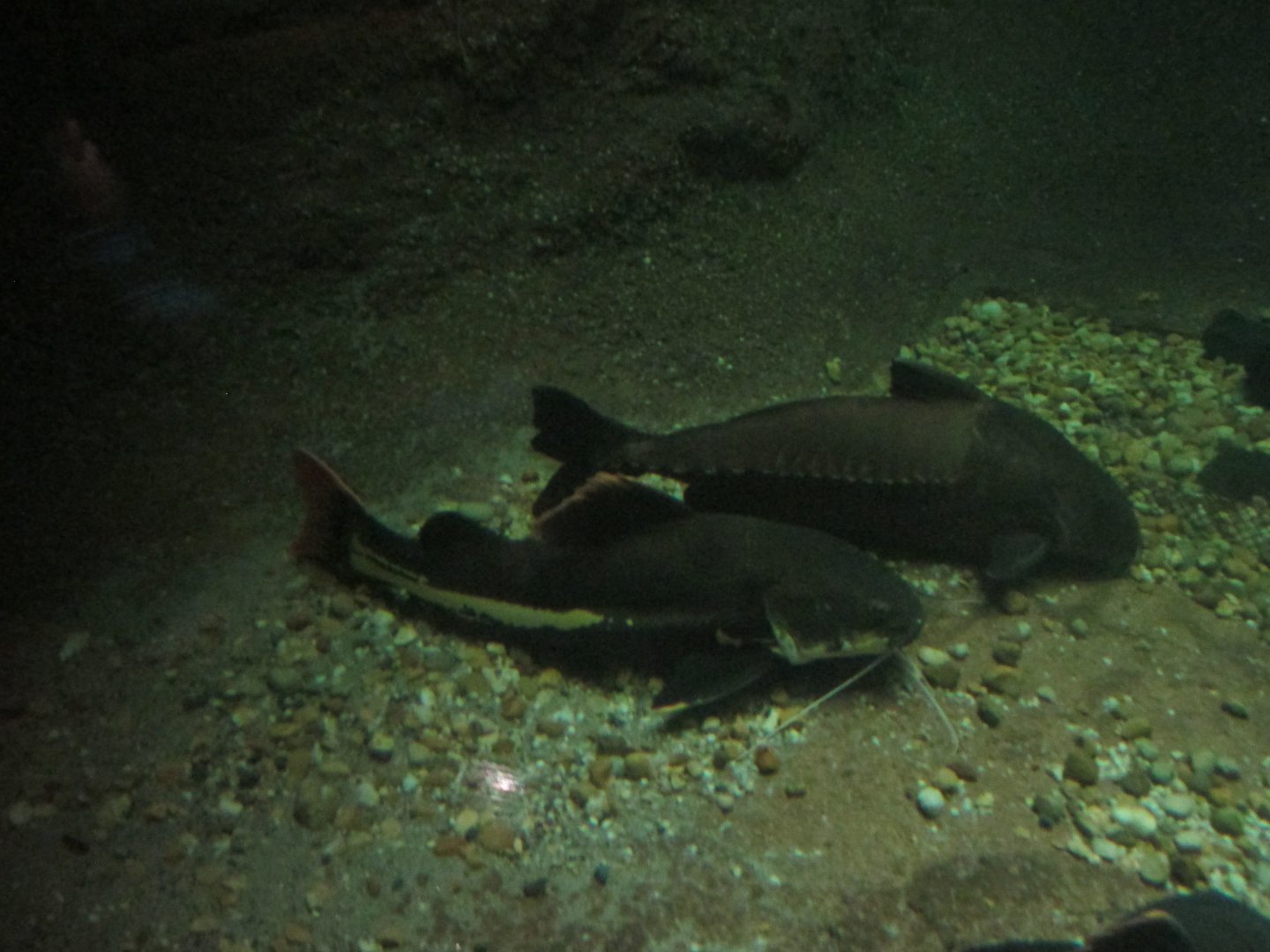 red tailed catfish and armored catfish