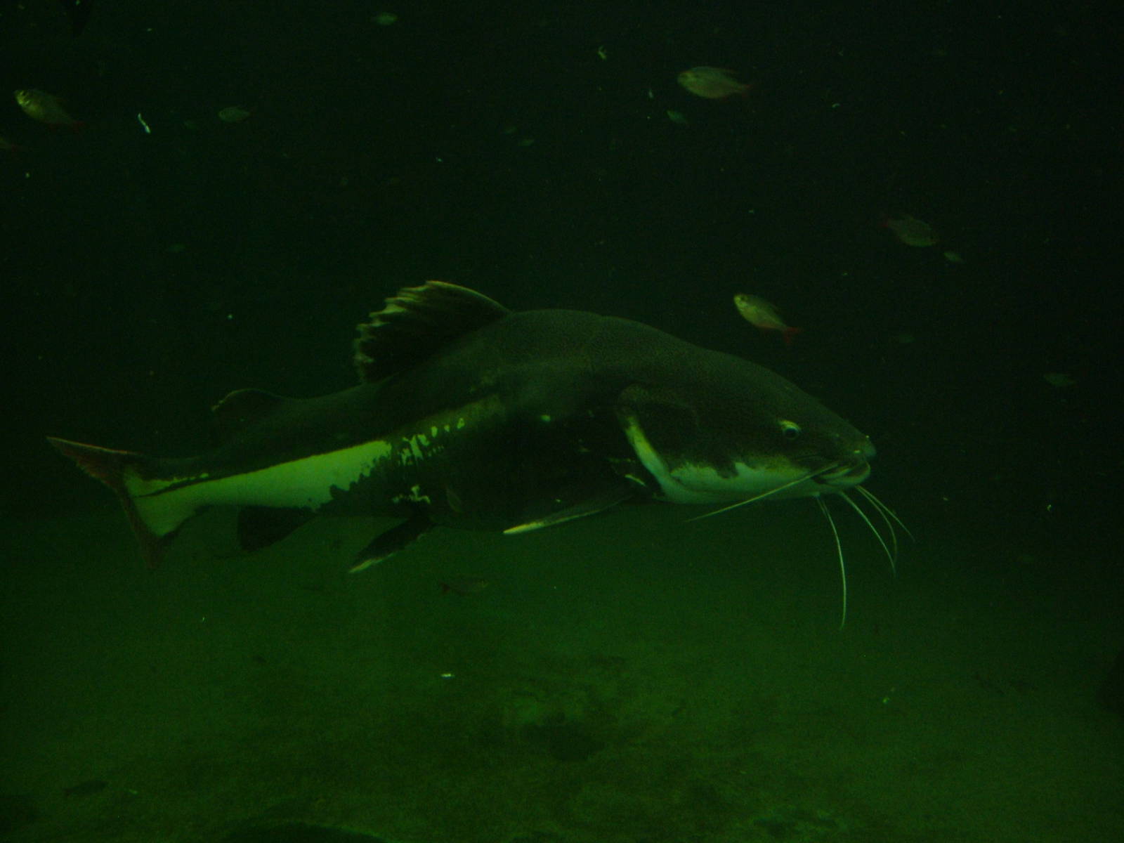 Red-tailed Catfish at Faunia, 27/05/11
