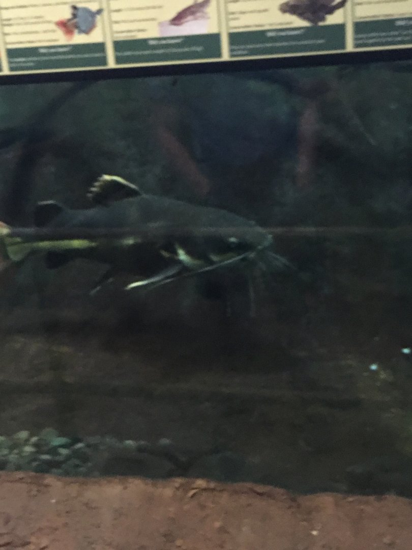 Red-Tailed Catfish | Henry Vilas Zoo