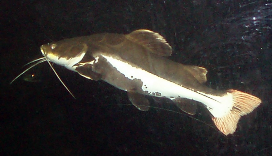 Red-tailed Catfish (Phractocephalus hemiliopterus)