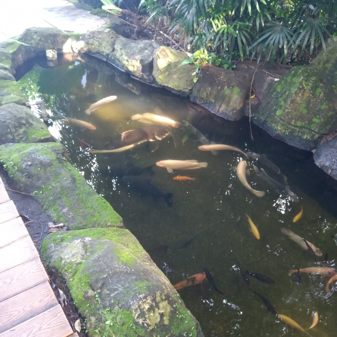 Red-tailed catfish (Phractocephalus hemioliopterus), giant gourami (Osphronemus goramy), pacu and others