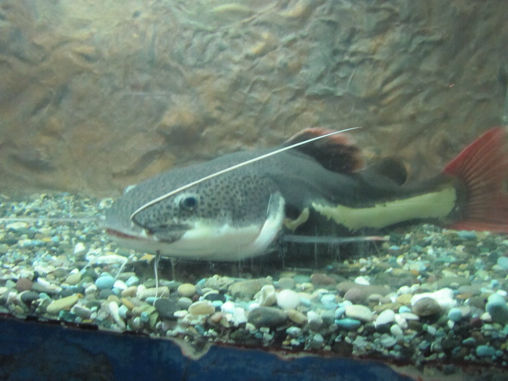 Red-tailed Catfish -Phractocephalus hemioliopterus(tehran zoo)