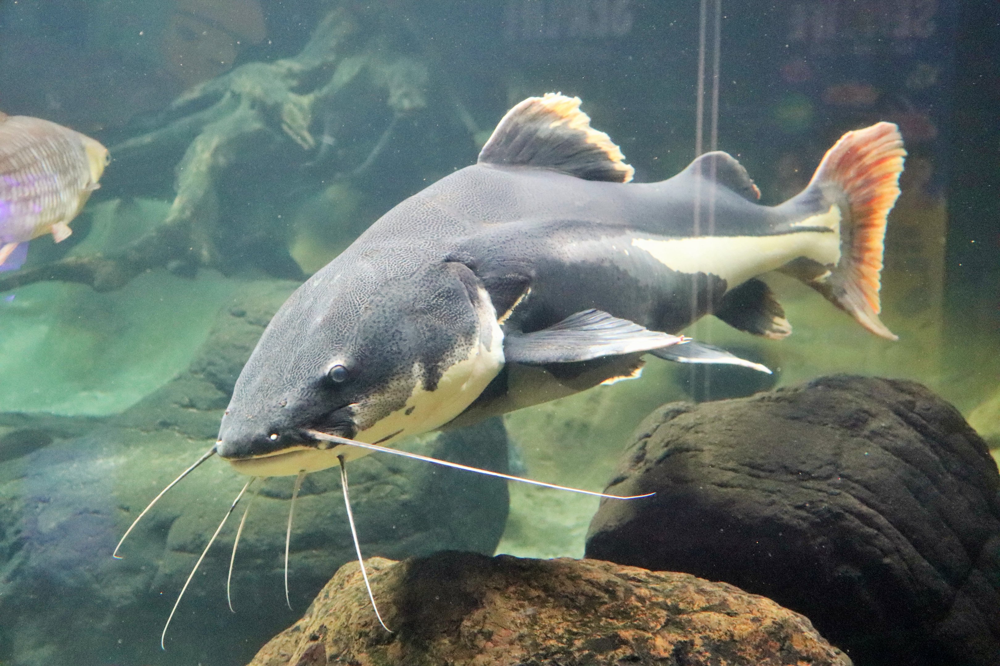 Red-tailed Catfish (Phractocephalus hemioliopterus)