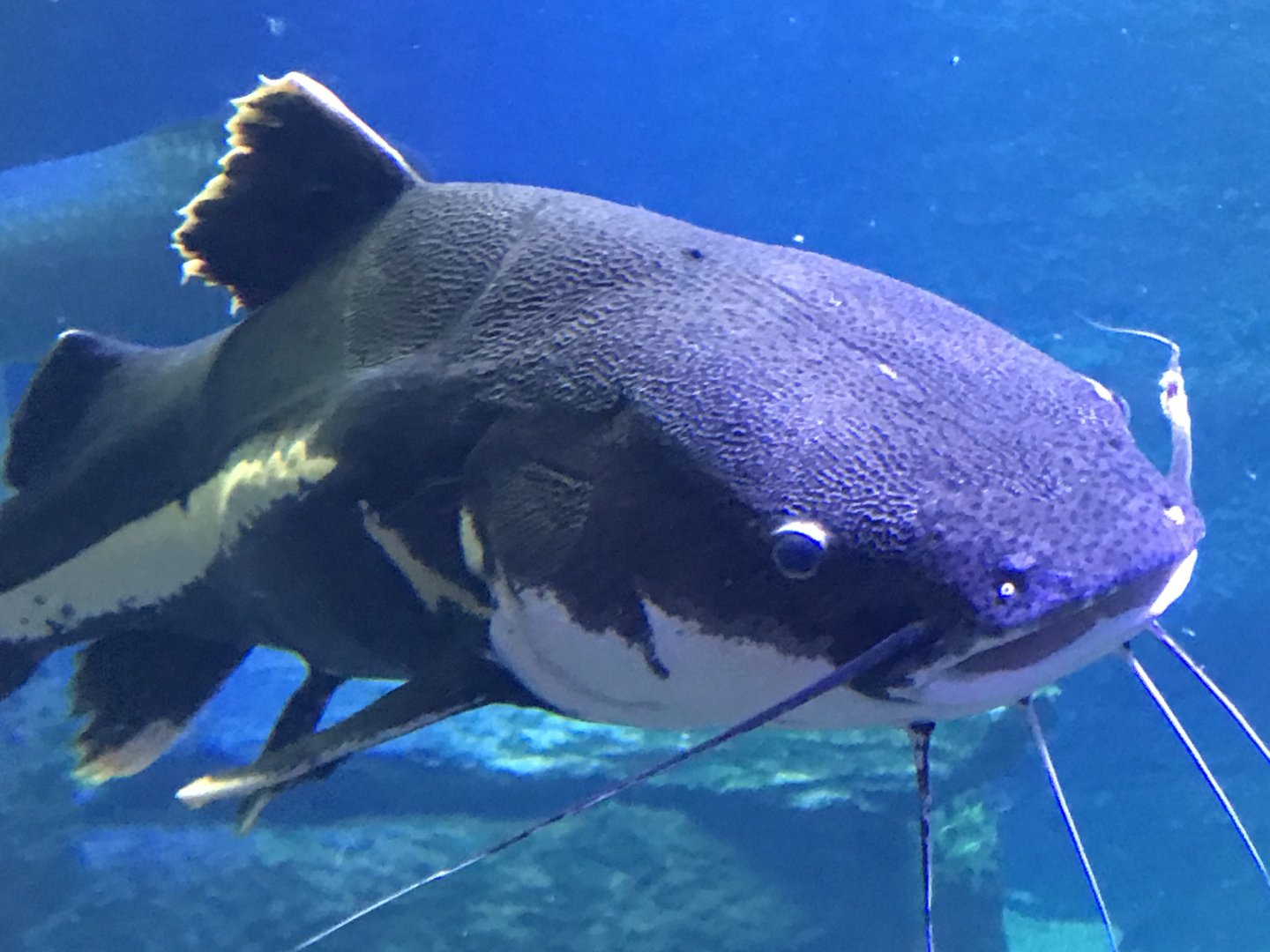 Red-tailed Catfish (Phractocephalus hemioliopterus)