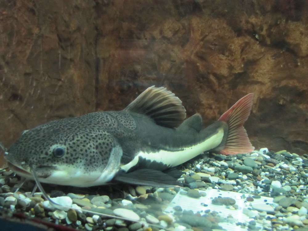 Red tailed catfish(tehran zoo)