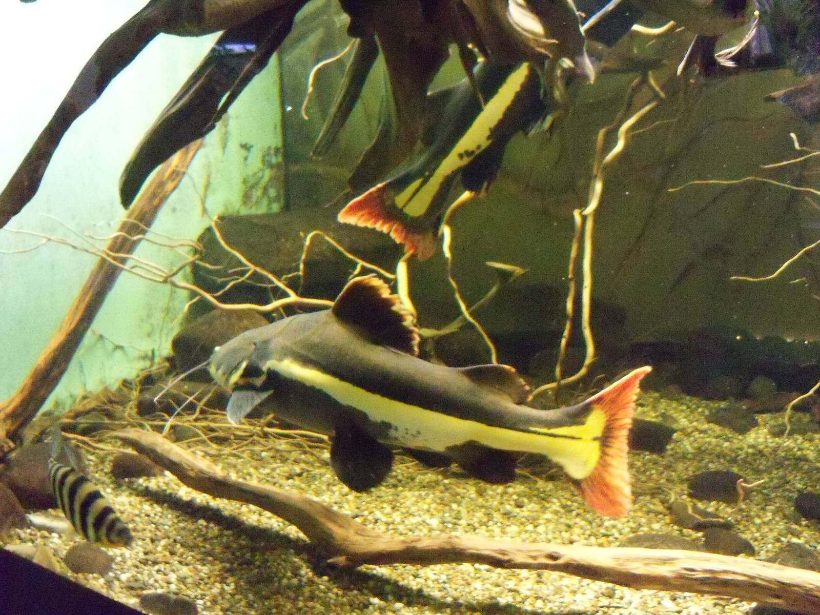 Red-Tailed Catfish