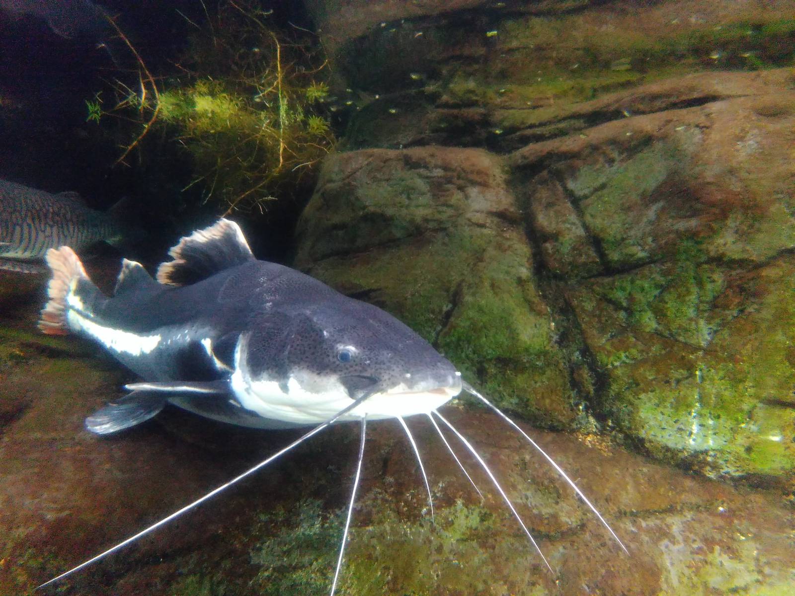 Red tailed catfish