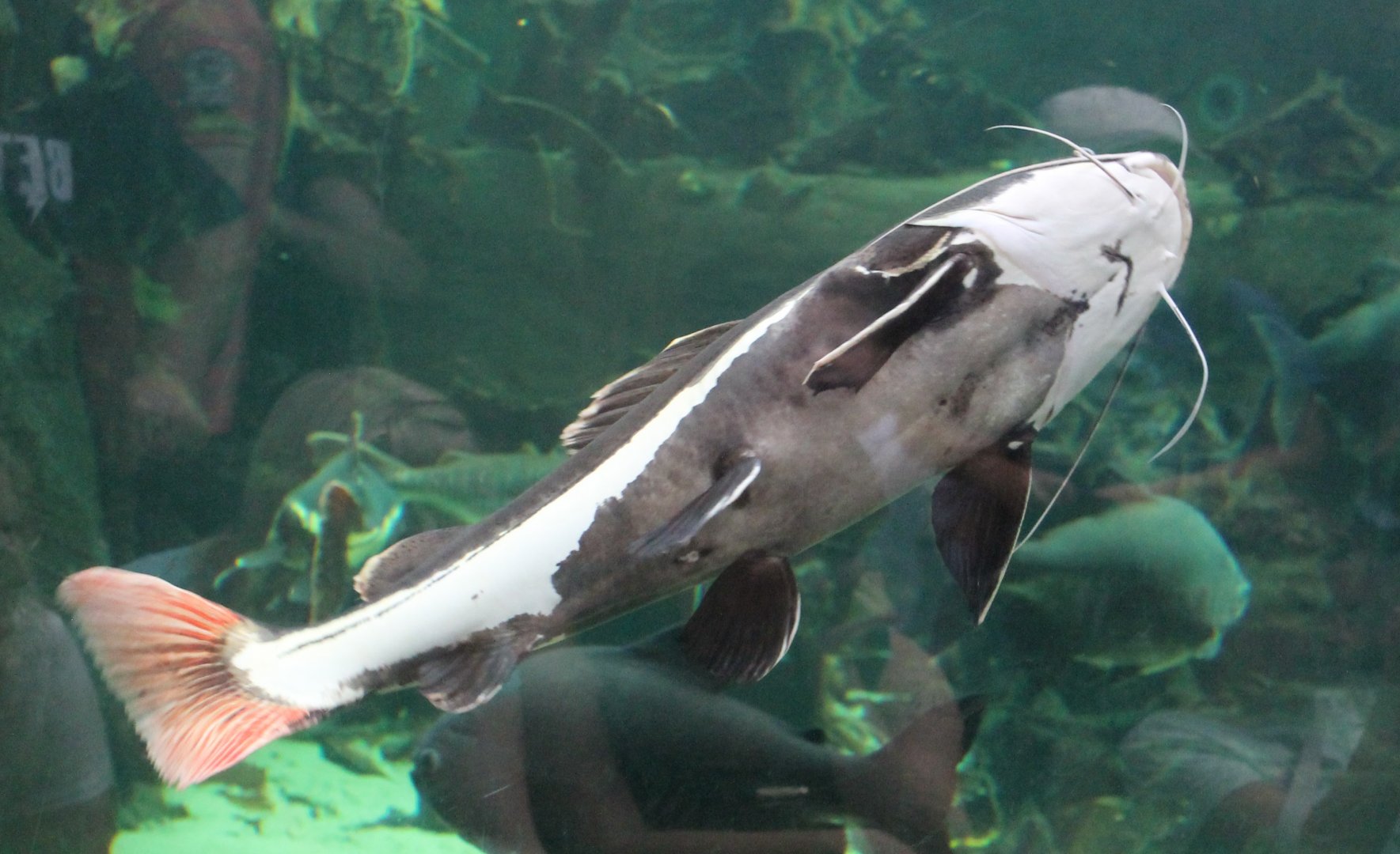 Red-tailed catfish