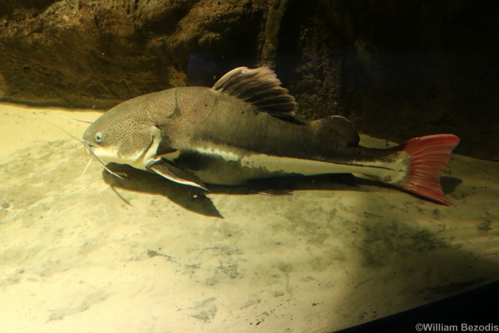 Red-tailed Catfish