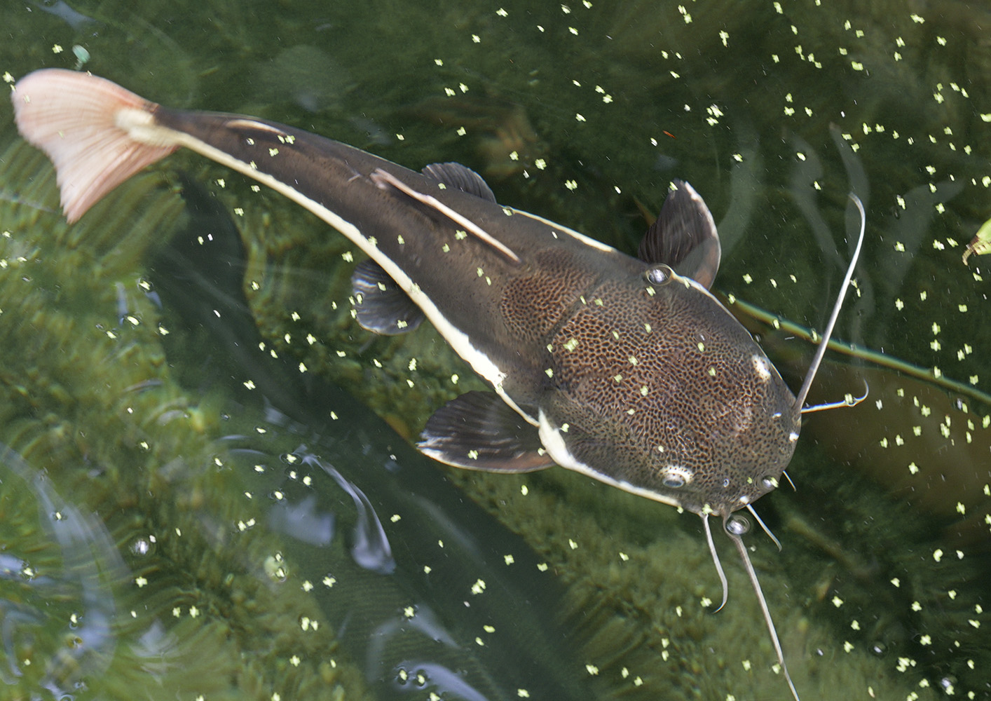 Red-tailed catfish