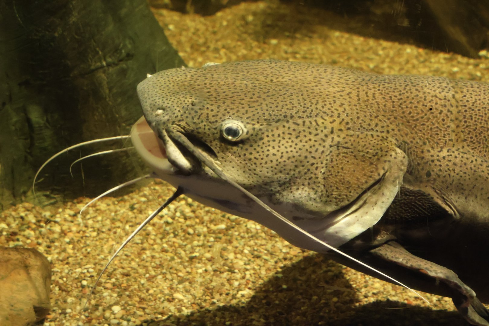 Red Tailed Catfish