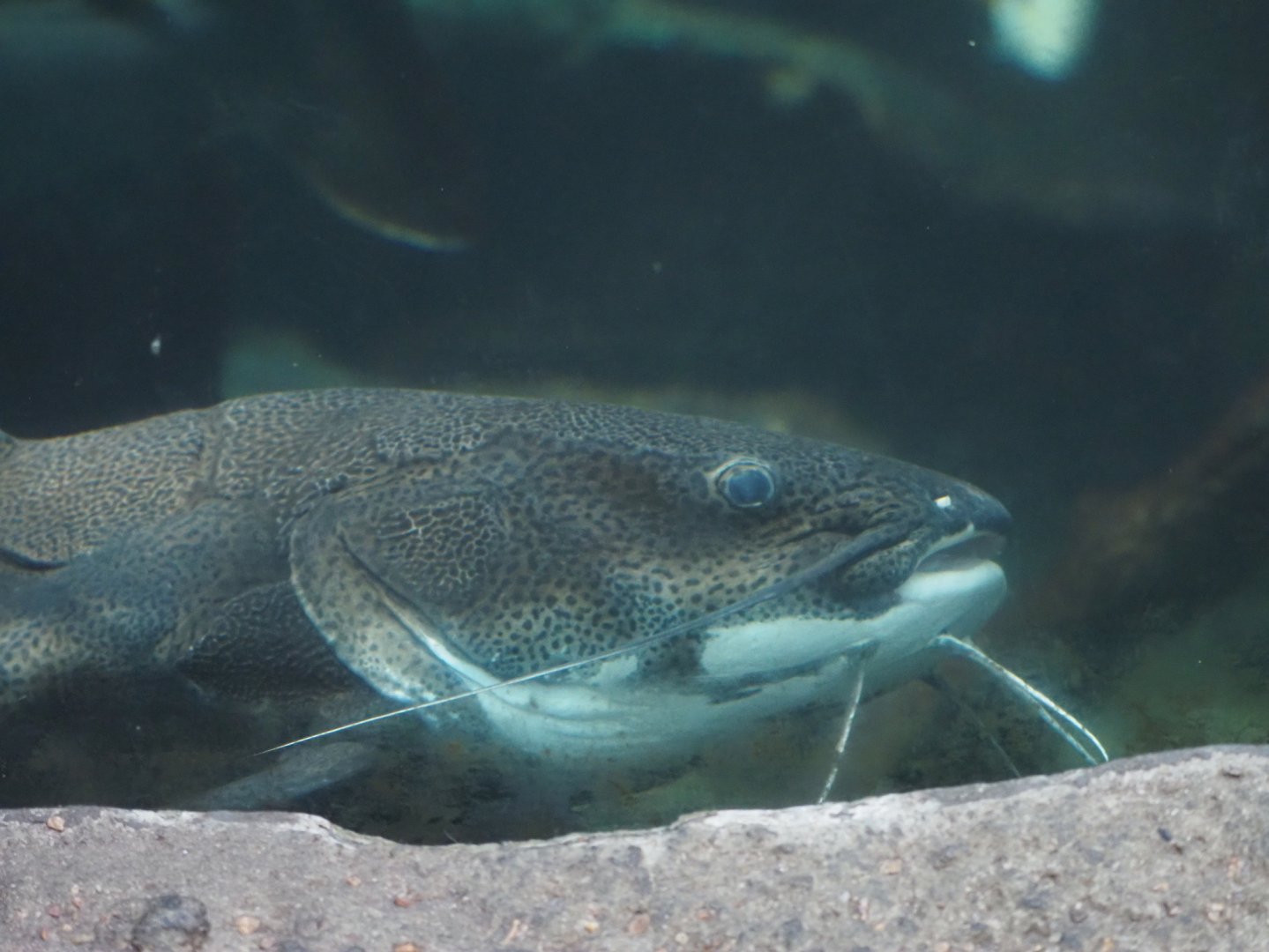 Red-Tailed Catfish