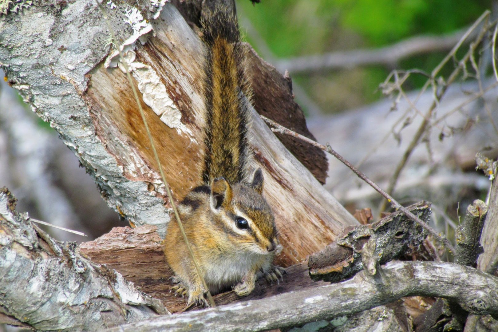 Red-tailed Chipmunk