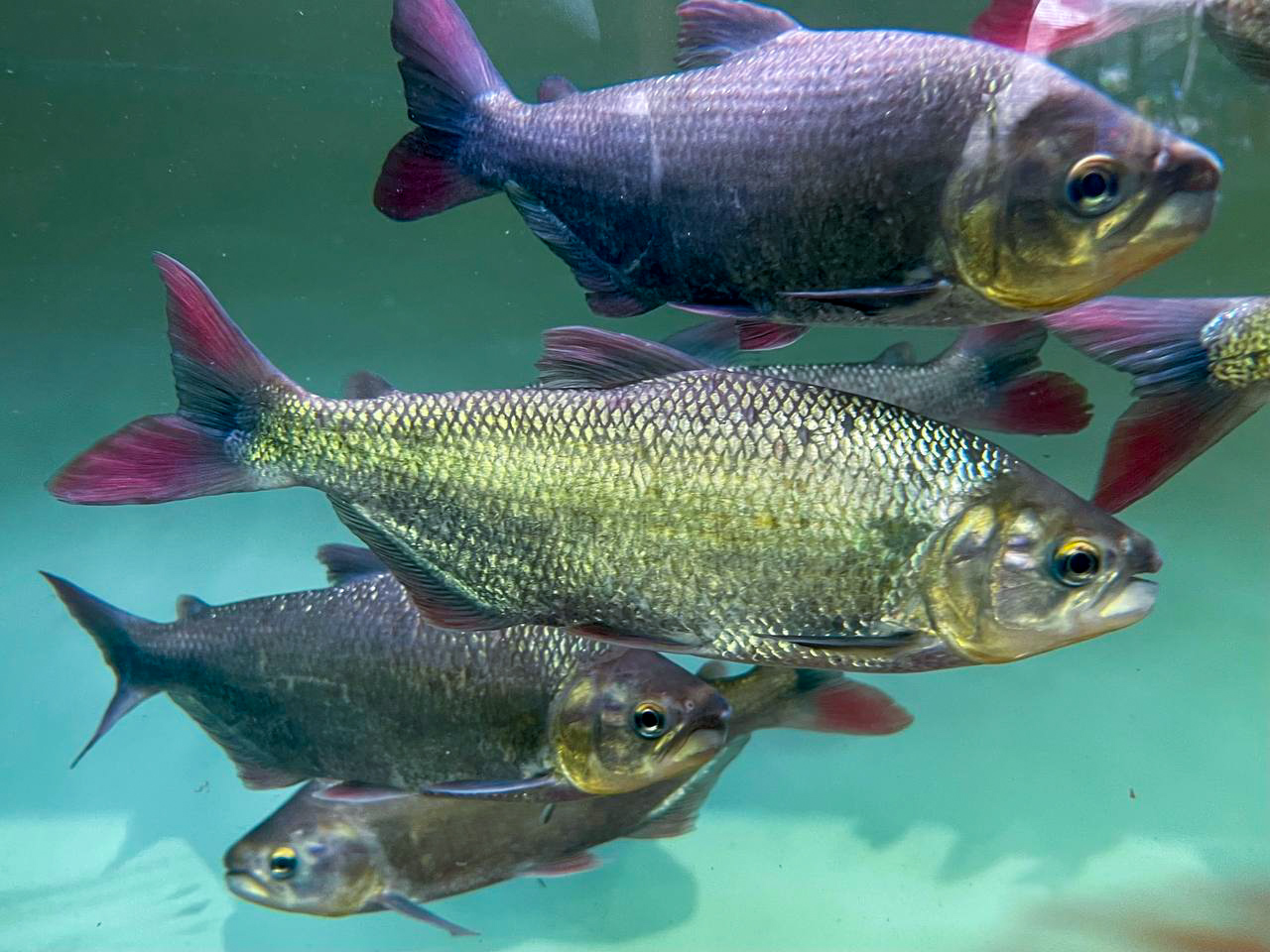 Red-tailed Dourada (Brycon moorei "sunusi" 'Colombia')