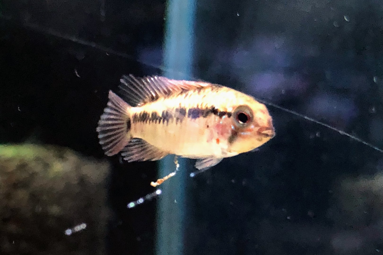 Red-tailed Dwarf Cichlid (Apistogramma macmasteri)
