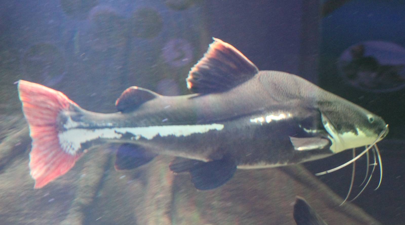Red-tailed giant catfish
