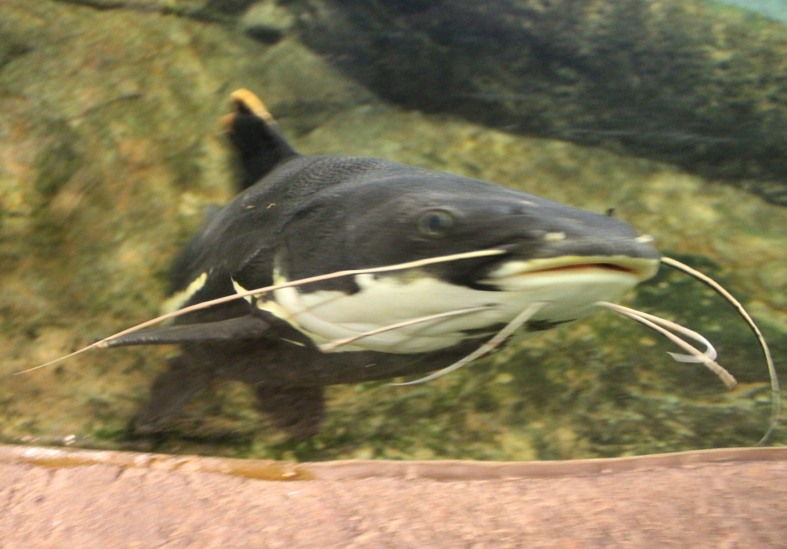 Red-tailed Giant Catfish