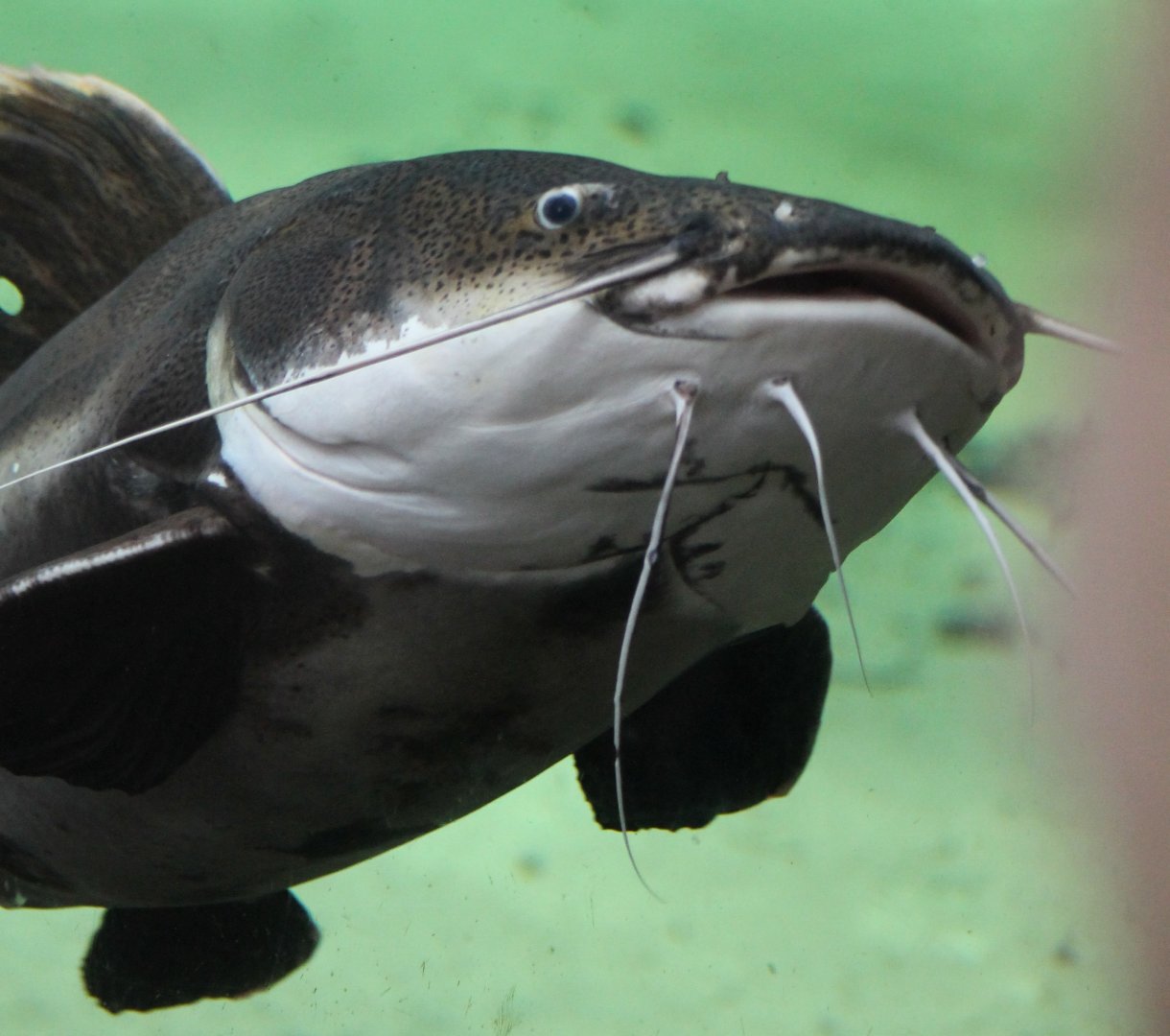 Red-tailed giant catfish