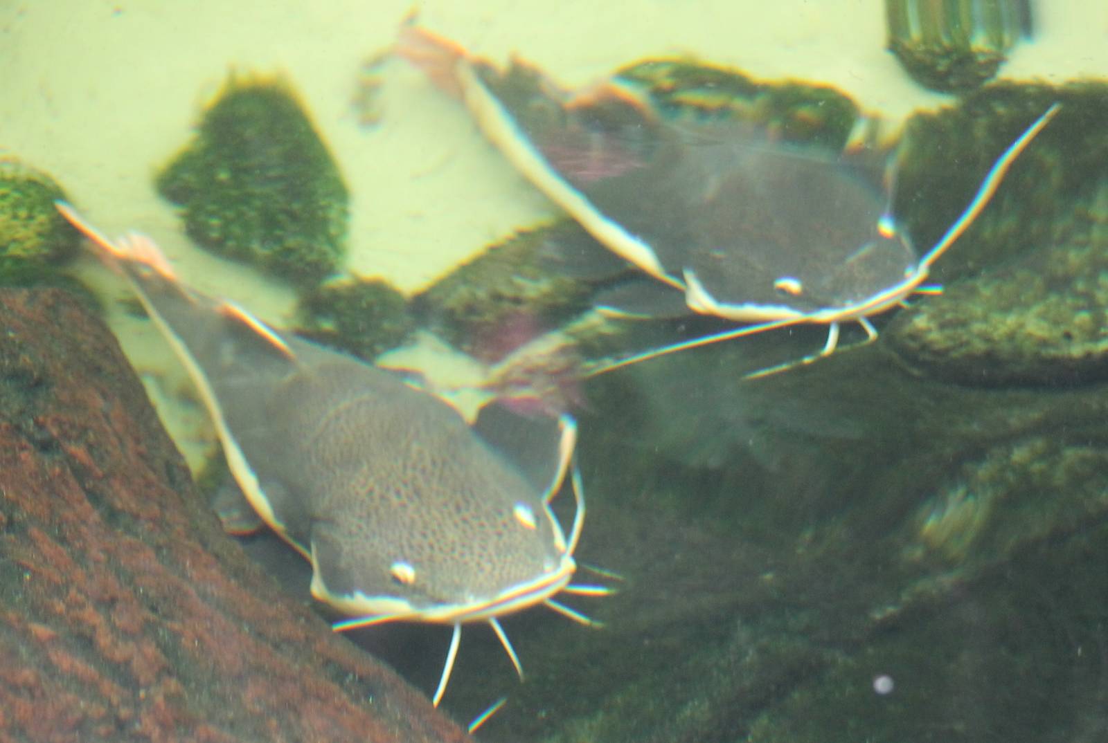 Red-tailed giant catfishes