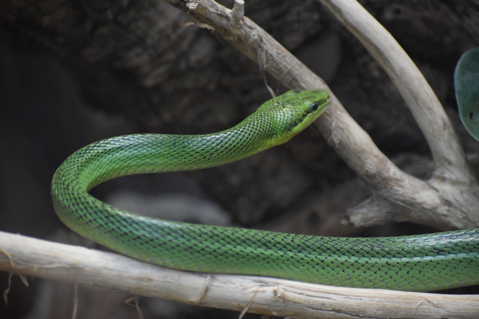Red-tailed green rat snake (Gonyosoma oxycephalum)