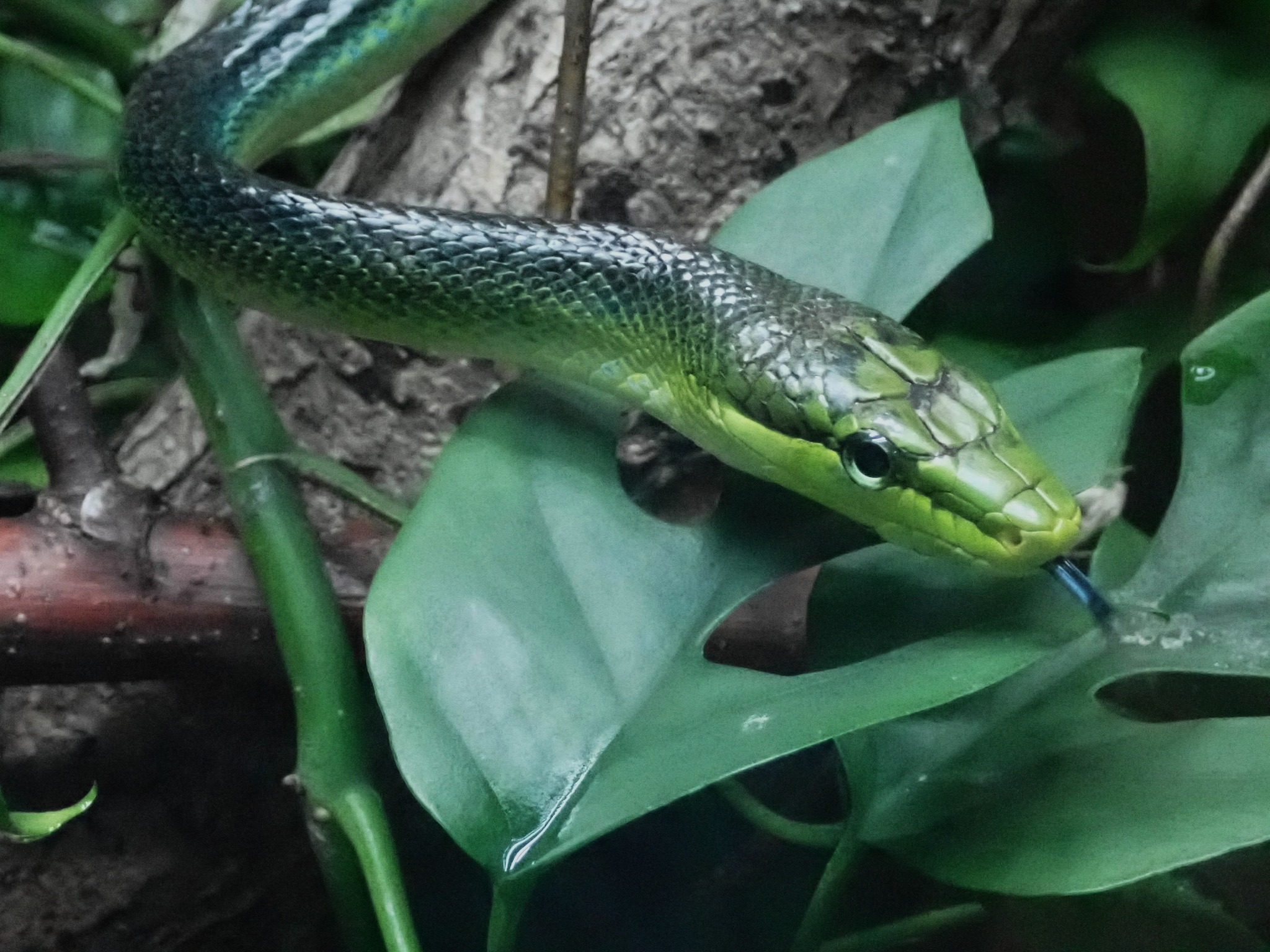 Red-tailed Green Rat Snake - Gonyosoma oxycephalum