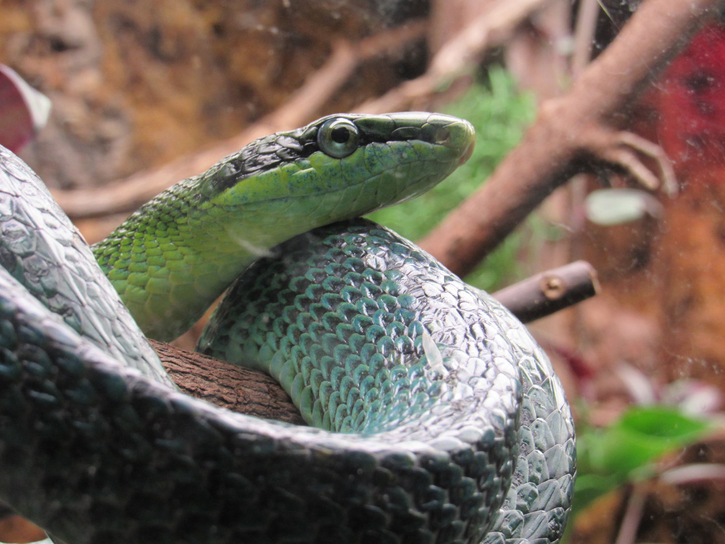 Red-tailed Green Rat Snake, Indonesian Rainforest