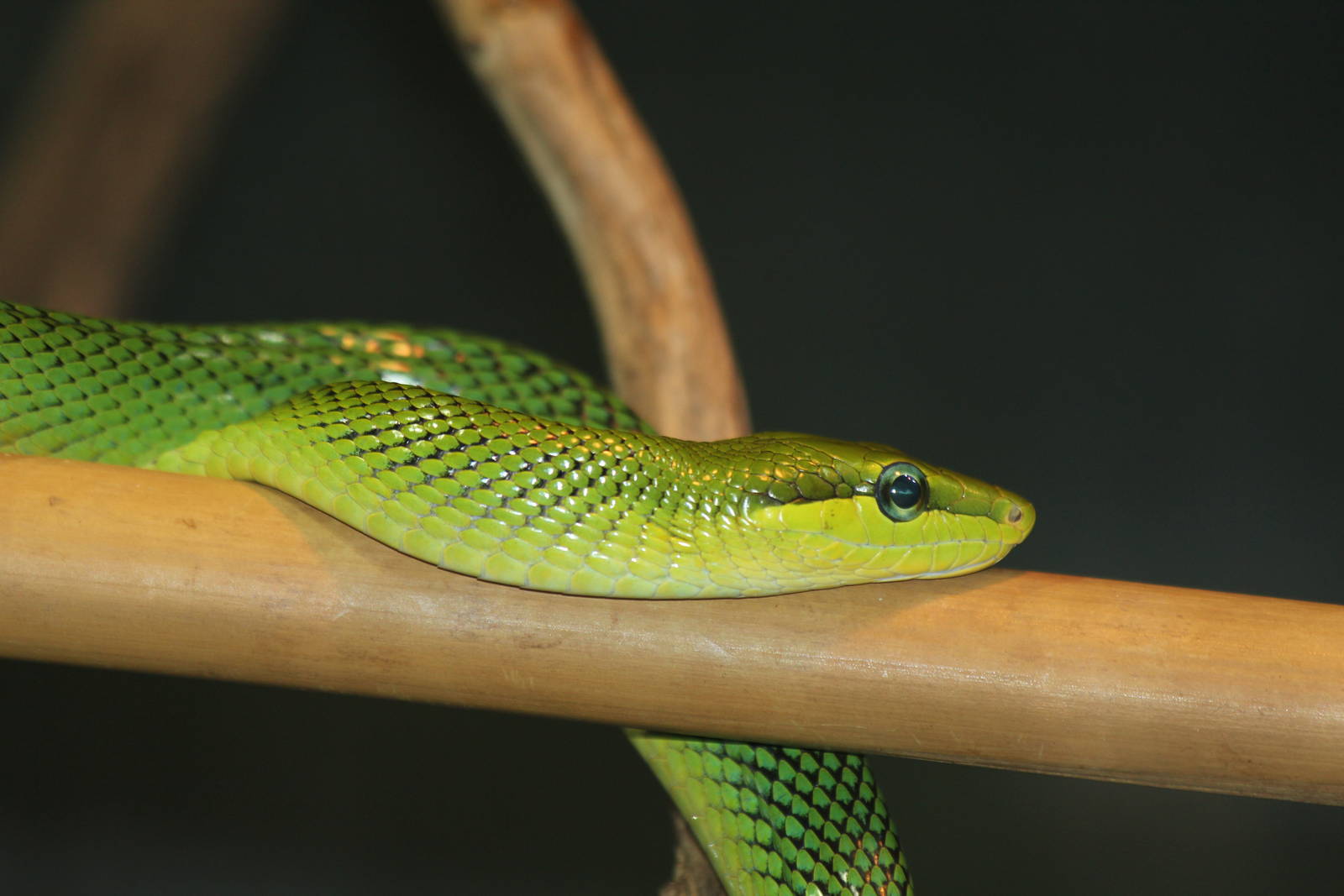Red-tailed Green Rat Snake - Nov 2012