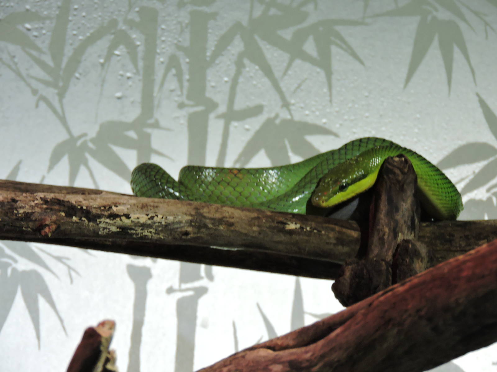 Red Tailed Green Rat Snake