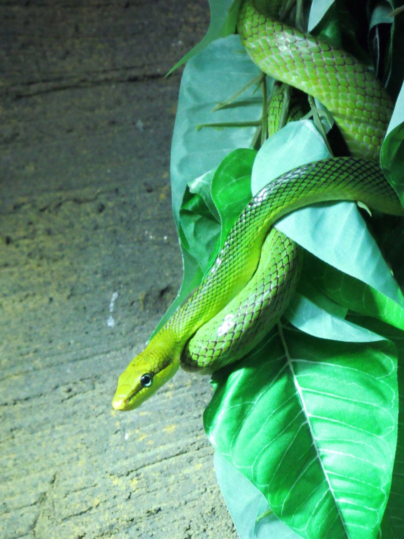 Red-tailed green rat snake