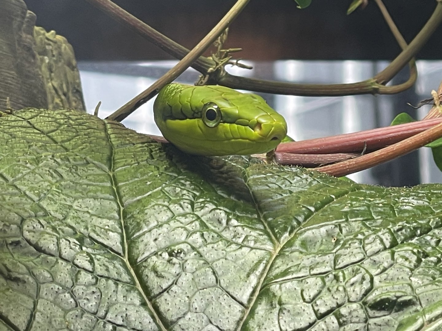red tailed green rat snake