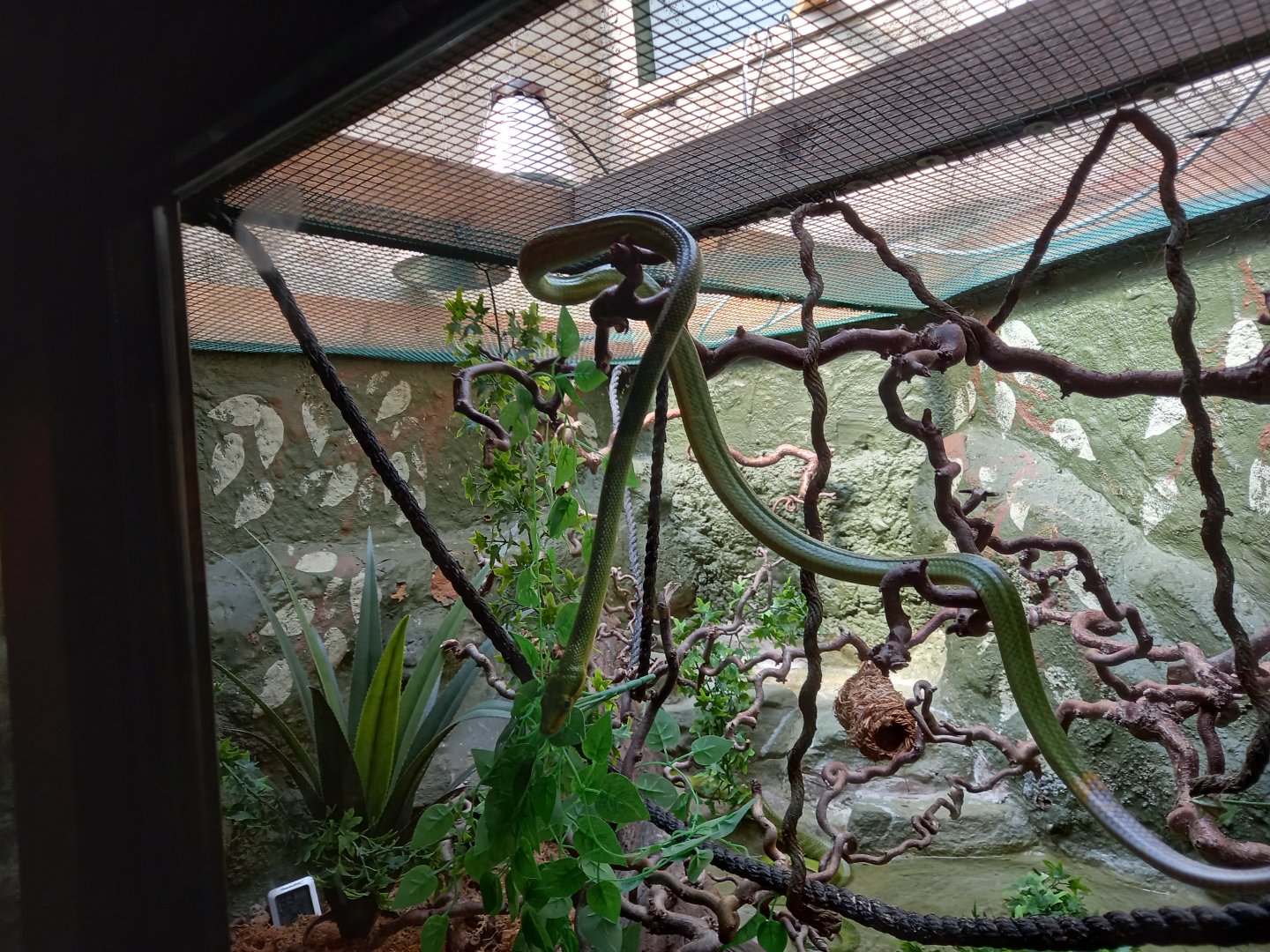 Red-tailed Green Rat Snake