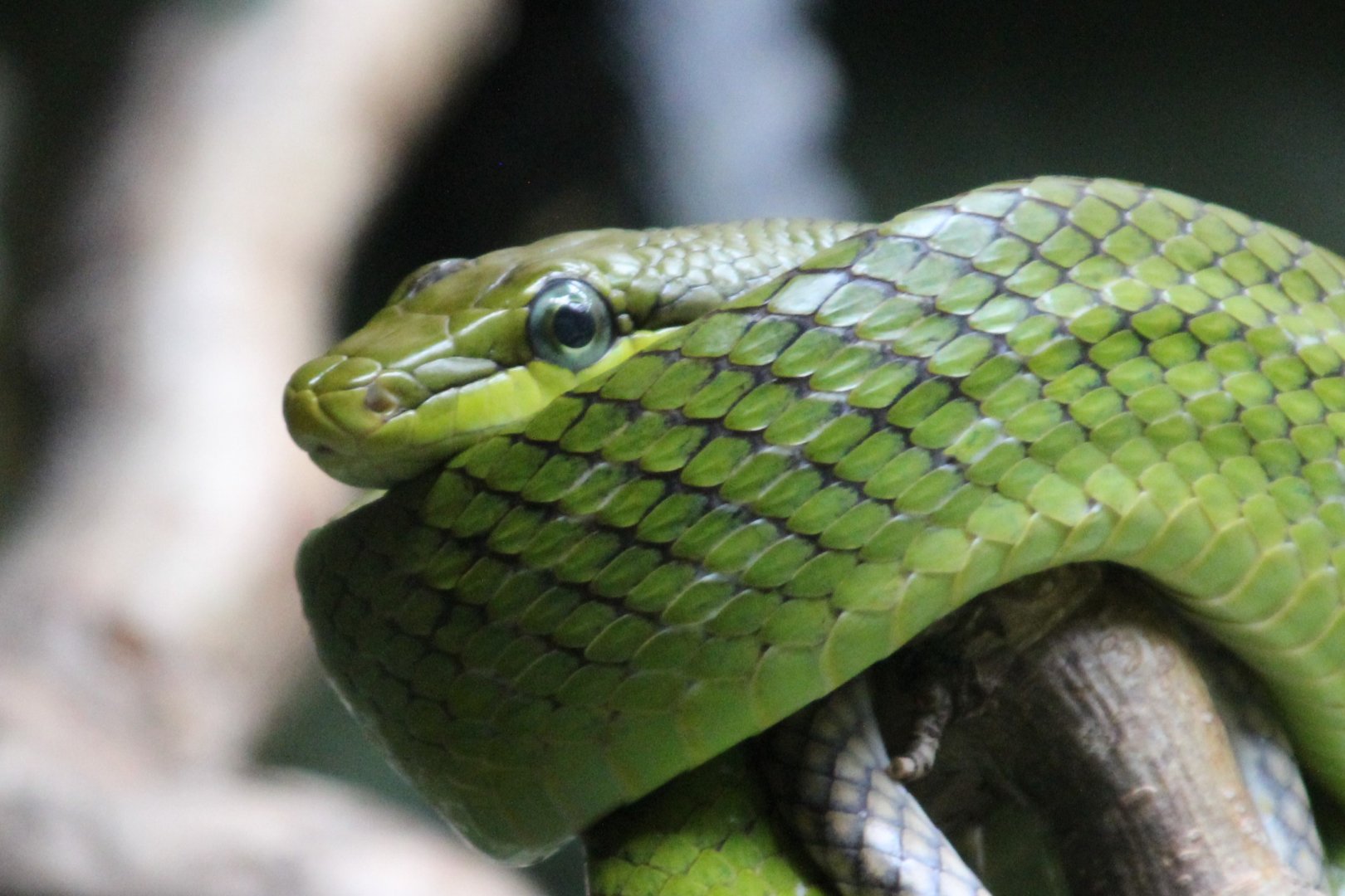 Red-tailed Green Rat Snake