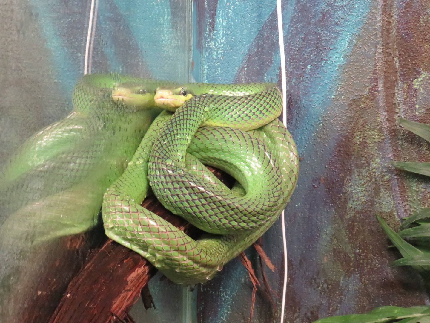 Red-tailed green rat snake