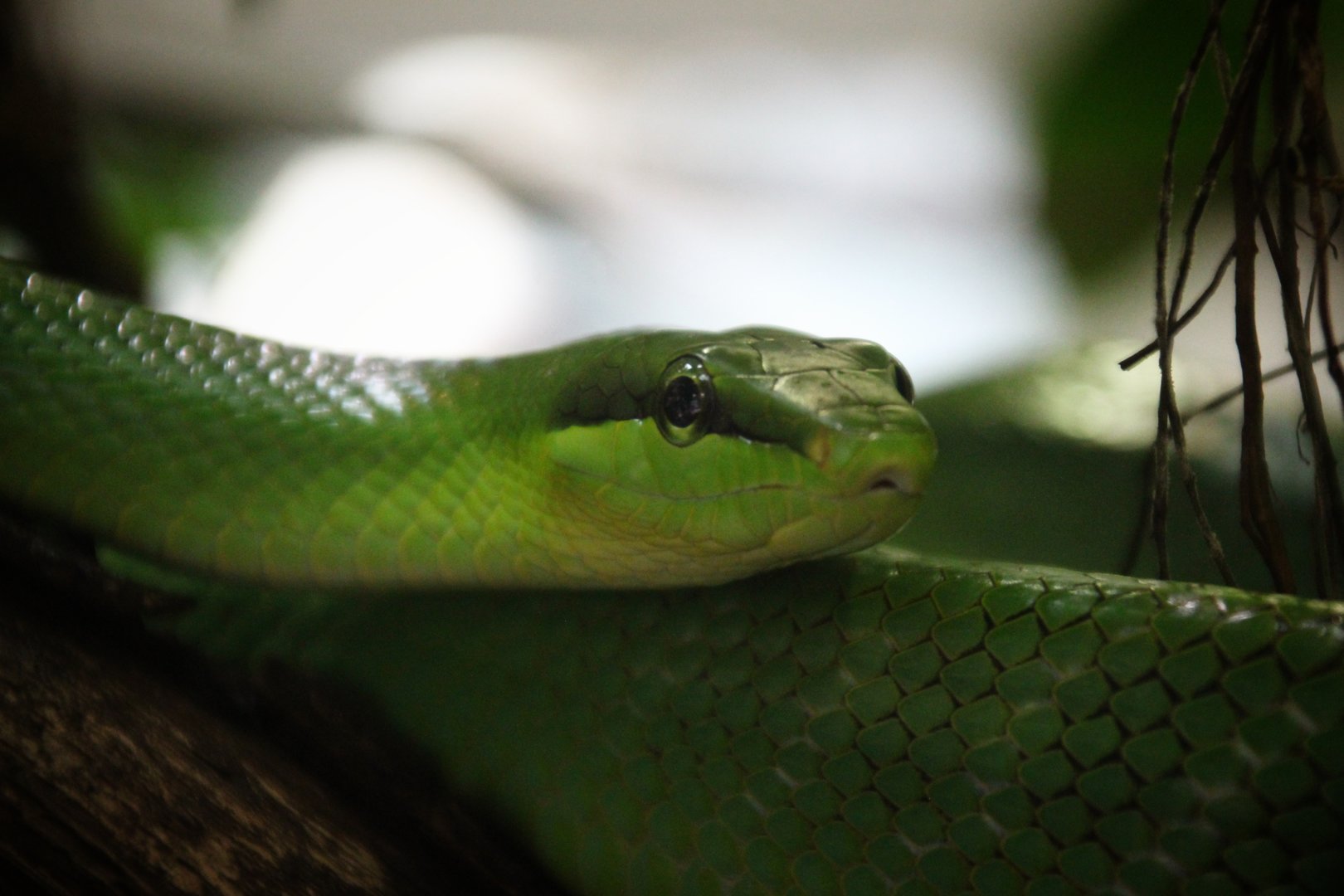 Red-tailed Green Rat Snake