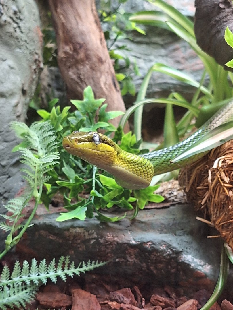 Red-tailed Green Rat Snake