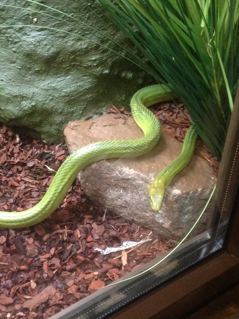 Red-tailed green ratsnake, 9th July 2019