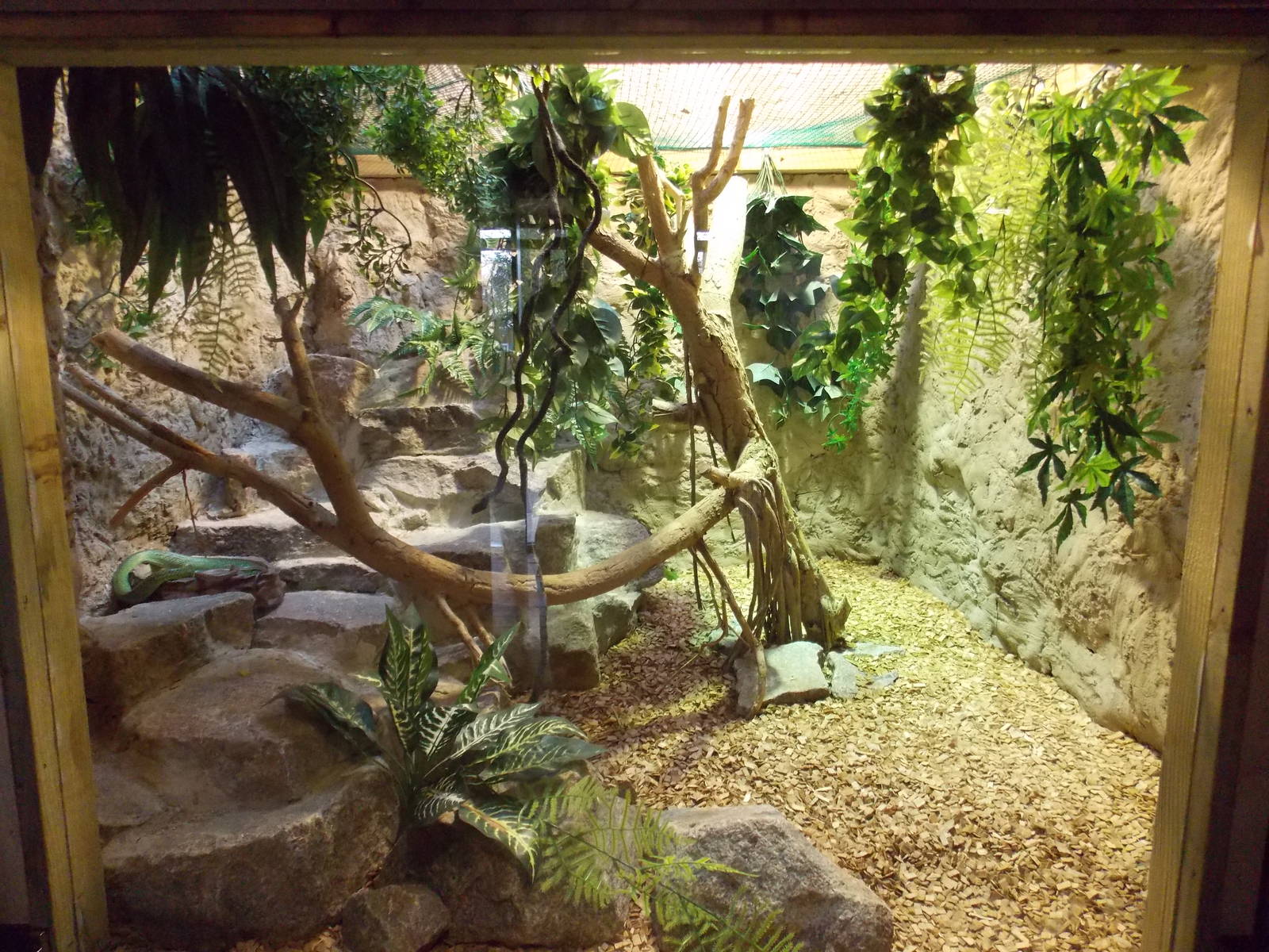Red-Tailed Green Ratsnake exhibit