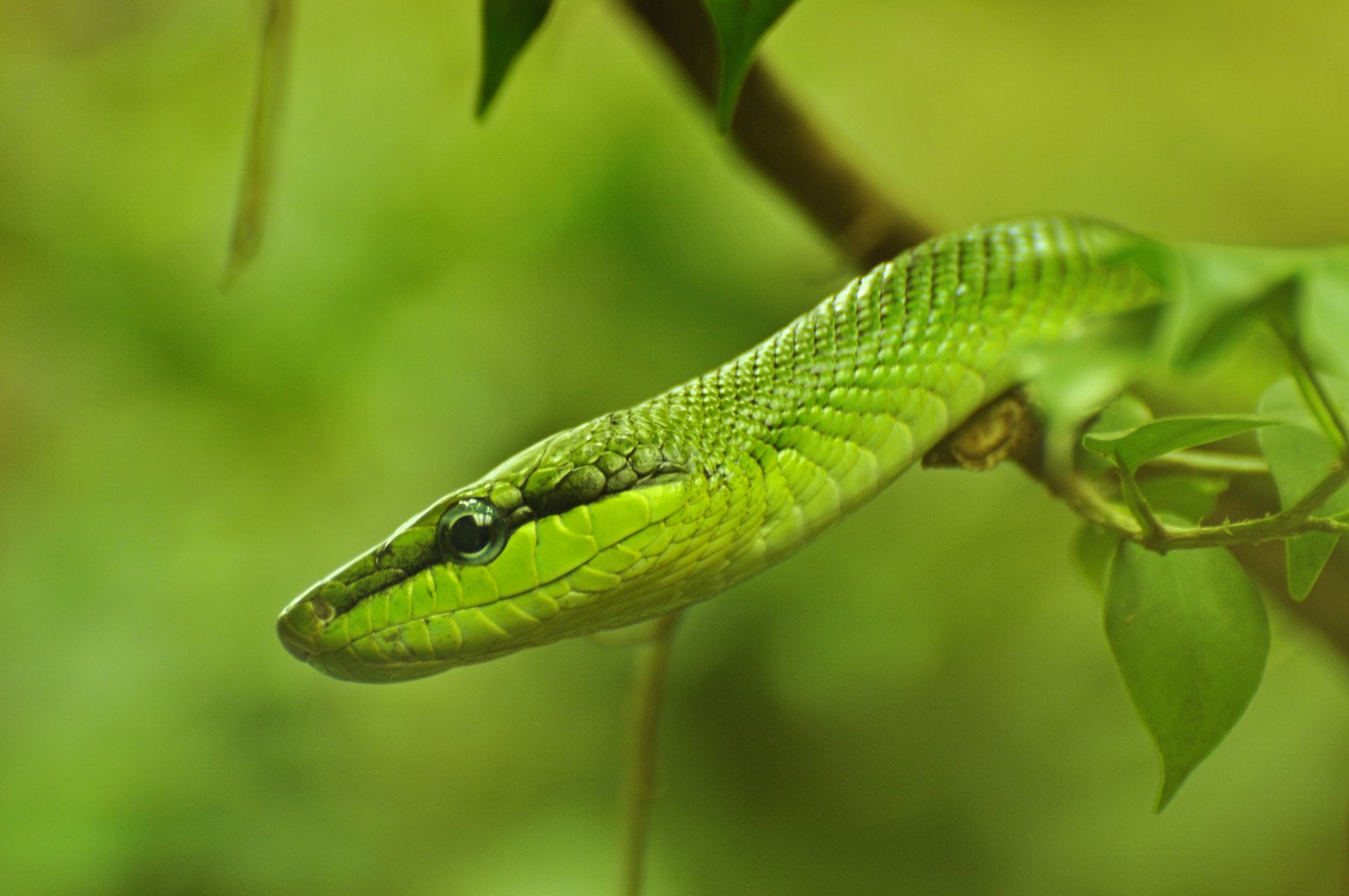 Red-tailed green ratsnake (Gonyosoma oxycephalum)