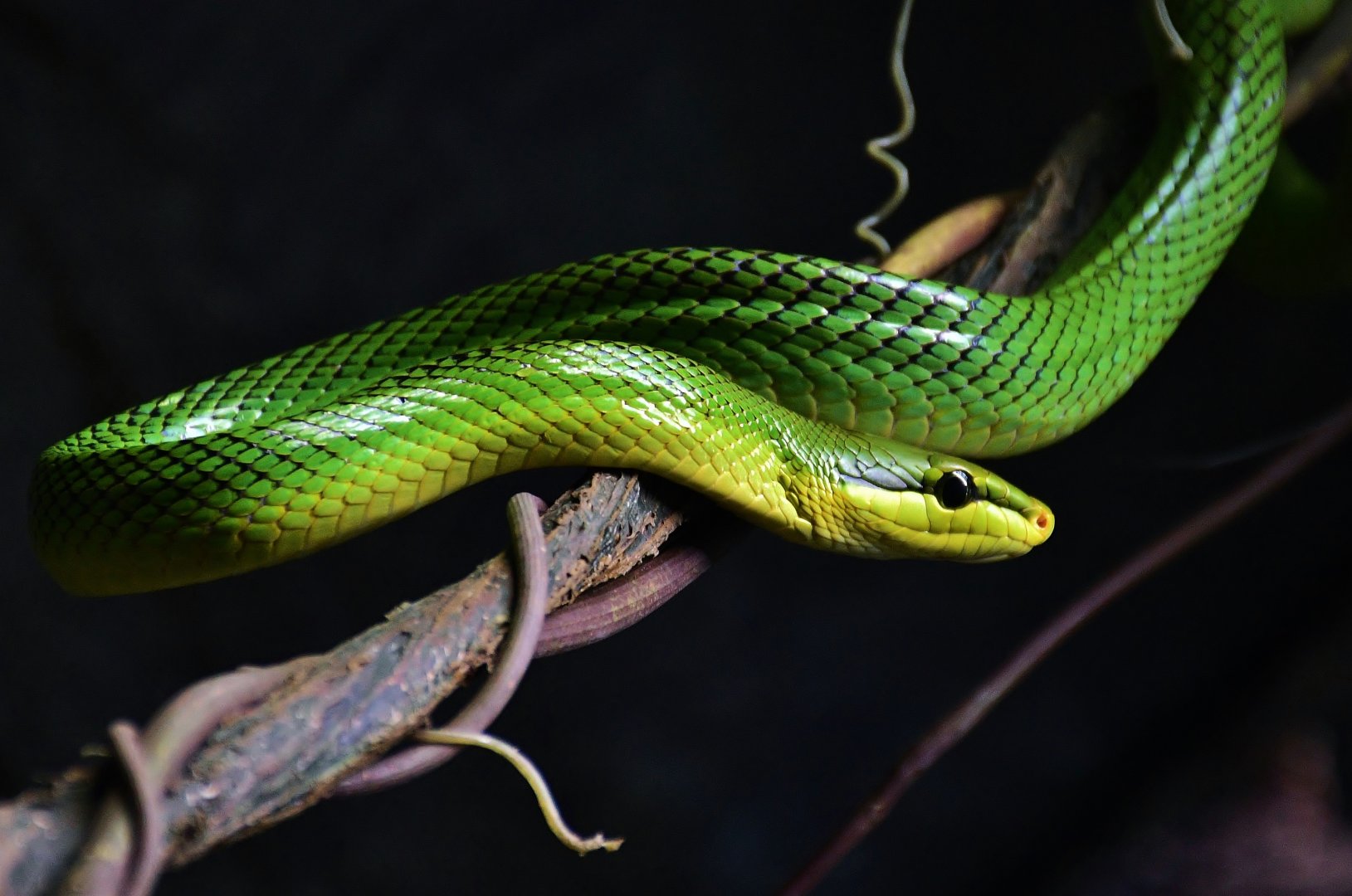 Red-tailed Green Ratsnake (Gonyosoma oxycephalum)