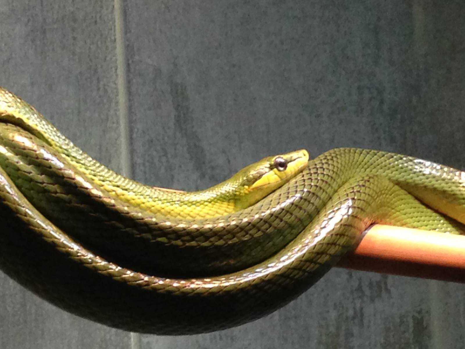 Red Tailed Green Ratsnake