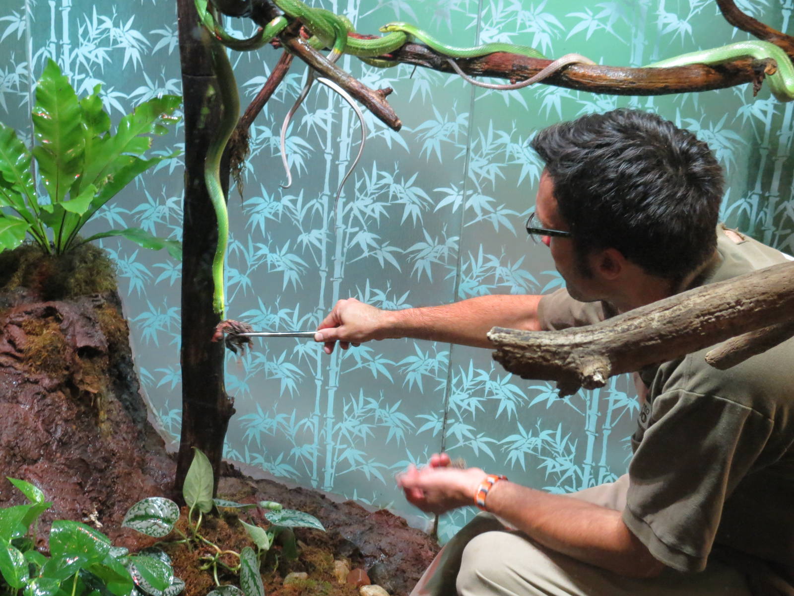 Red-tailed Green Ratsnake