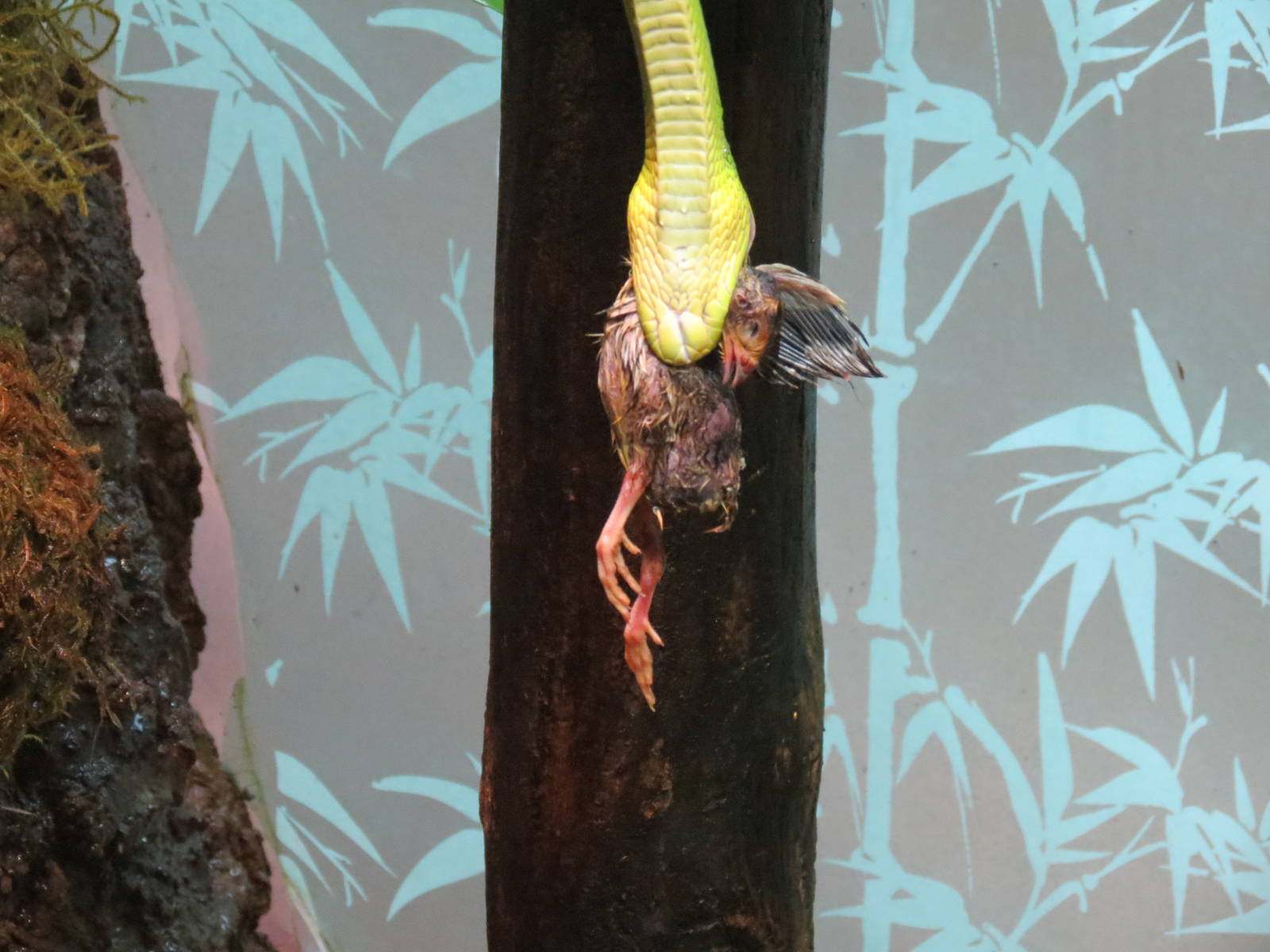 Red-tailed Green Ratsnake