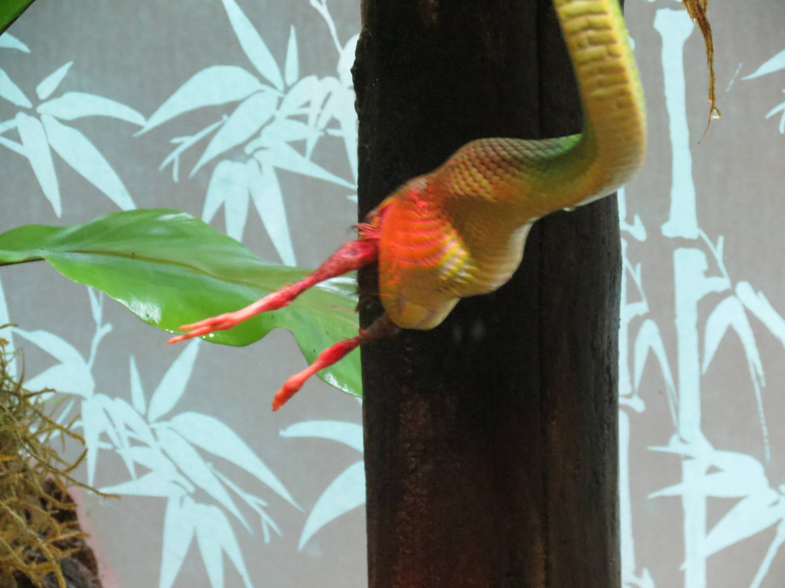 Red-tailed Green Ratsnake