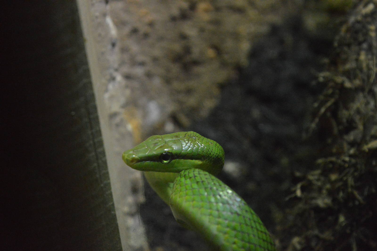 Red-tailed green ratsnake