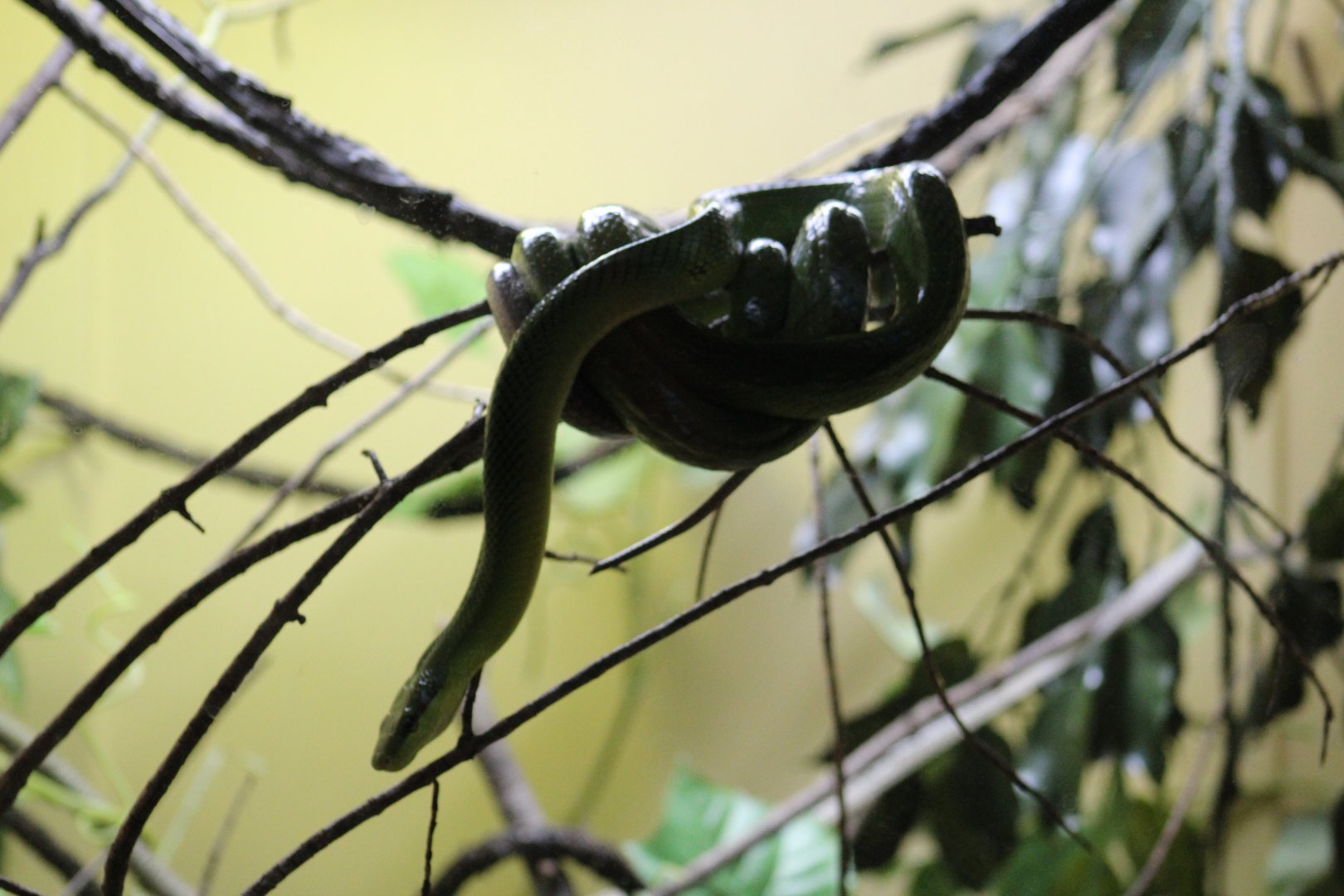 Red-Tailed Green Ratsnake